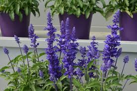 Image result for Salvia farinacea