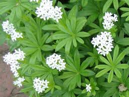 Er gedeiht meist in laubwäldern in den gemäßigten breiten eurasiens. Baumschule Eggert Blutenstraucher Baumschulen Heckenpflanzen Waldmeister Galium Odoratum In Unserem Online Shop Gunstig Bestellen