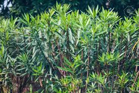 Image result for Podocarpaceae