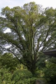 Image result for Celtis zenkeri