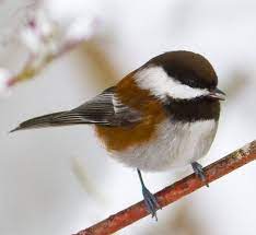 Chestnut Backed Chickadee Backyard Birds Chickadee Beautiful Birds