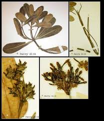 Image result for Alstonia