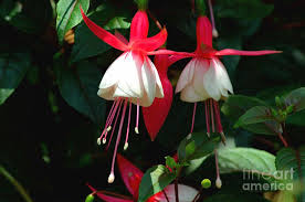 We did not find results for: Red And White Flowers In Blossom Hang From Stems Photograph By Imran Ahmed