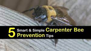 Carpenter bees are most beloved for being pollinators, but carpenter bees resemble bumblebees in both size and color. 5 Smart And Simple Carpenter Bee Prevention Tips