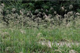 Image result for Eustachys