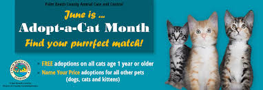 All adopted animals will be spayed/neutered, current on vaccinations, protected again fleas and ticks, microchipped, and much more! Friends Of Palm Beach County Animal Care And Control Home Facebook