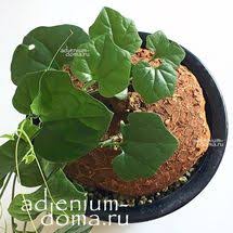Image result for Cyclantheropsis parviflora