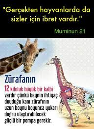 Zuhal Ozturk Adli Kullanicinin Bilgi Panosundaki Pin Bilgi Biliyor Muydunuz Gercekler