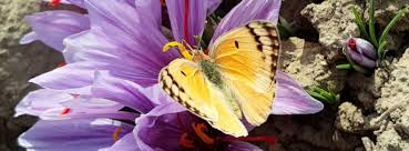 Buy Saffron Saffron Premium Quality From Saffron Expert Sargol Pushal Zafferano Azafran