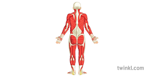 Muscles are responsible for our ability to do everything from getting out of bed in the morning to walking the dog and carrying the groceries inside. Muscle Full Body Back Diagram Pe Secondary Illustration Twinkl
