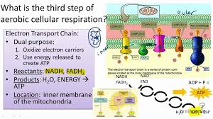 We did not find results for: 3 1 5 What Is The Third Step Of Aerobic Cellular Respiration Youtube