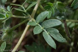 Image result for Hippocratea parviflora