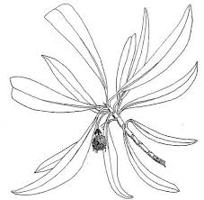 Image result for Breonadia