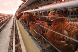 Kandang postal, merupakan kandang untuk anak ayam yang baru menetas. Seperti Ini Ukuran Kandang Ayam Petelur Yang Ideal Artikel Pertanian Terbaru Berita Pertanian Terbaru