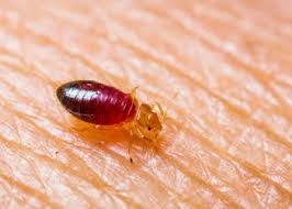 Get the right pest control service manager job with company ratings & salaries. Bedbugs Southern New Jersey Safeguard Termite Pest Control