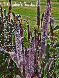 Image result for Millettia psilopetala