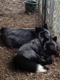 The cheapest offer starts at £5. Wess Exotic Animals Skunks Foxes Raccoons Foxes