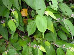 Image result for Helicteres