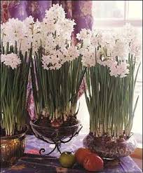 Planting Paper Whites Indoors Easy To Grow Bulbs Paperwhites Flower Arrangements