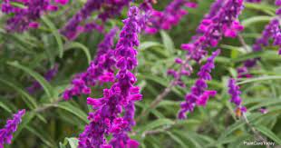 Salvia Leucantha Care Growing Mexican Bush Sage Salvia Sage Seeds Salvia Plants