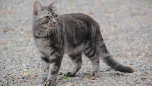 Maybe you would like to learn more about one of these? Friday Fun Cat Sign Language The Tales A Cat S Tail Tells Politics Plus