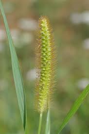 Image result for Setaria pumila