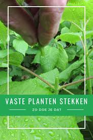Vaste Planten Stekken Planten Vaste Planten Planten Kweken