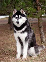 Buckle Up Husky Puppy Siberian Husky Dog Husky Dogs