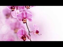 Serenite Harmonie Et Bien Etre Musique Zen Musique Relaxante Meditation Et Relax Spiritual Meditation Relaxing Music Meditation Music