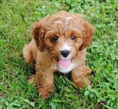Only guaranteed quality, healthy puppies. Cavapoo Cavoodle Puppies For Sale In Il Dreamcatcher Hill Puppies