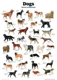 Pin By Pet Compared Pet Products Pet Supplies Animal And