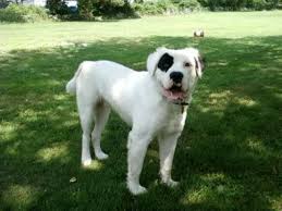 The mammoth (mammut) bulldog is a recreation of the original long coat, old style working bulldog of the 1800s. Long Haired American Bulldog Natural History