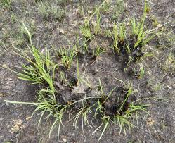 Image result for Elionurus tripsacoides