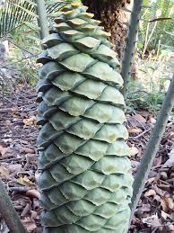 Image result for Encephalartos aplanatus