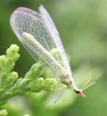 Green insect with wingsillustration vector on white background. Green Lacewing Insect Britannica