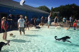 We did not find results for: Pets Service Animals Go Swimming On Final Day For Outdoor Pools In Saskatoon 650 Ckom
