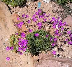 Image result for Talinum tenuissimum