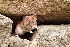 Wildes durcheinander im garten hilft tatsächlich teilweise. Das Hilft Wirklich Gegen Wuhlmause Im Garten Wuhlmause Tierfreundlich Vertreiben