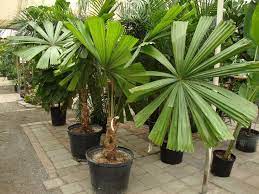 Price Check Licuala Ramsayi Discussing Palm Trees Worldwide Australian Native Plants Tropical Garden Plants