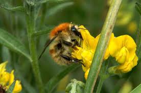 Image result for Bombus humilis