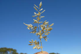 Image result for Eragrostis pallens