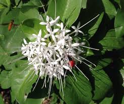 Image result for Leptactina platyphylla