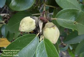 Image result for Lagunaria patersonia