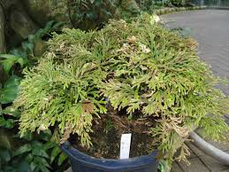 Image result for Selaginella tenerrima