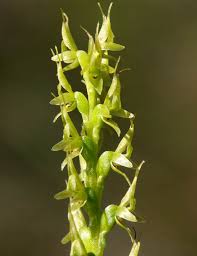 Image result for Rhipidoglossum ovale