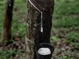 rubber stocks rubber falls 15 on low demand the economic