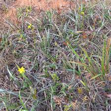 Image result for Hypoxis rigidula