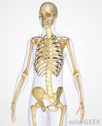 Vampires and ghosts don't really exist, but skeletons sure do! What Is A Skeletal System Diagram With Pictures