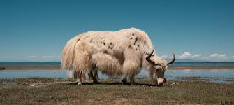 Image result for yak