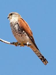 Over 100,000 english translations of spanish words and phrases. Falco Newtoni Wikipedia La Enciclopedia Libre